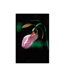 Pink Lady Slipper