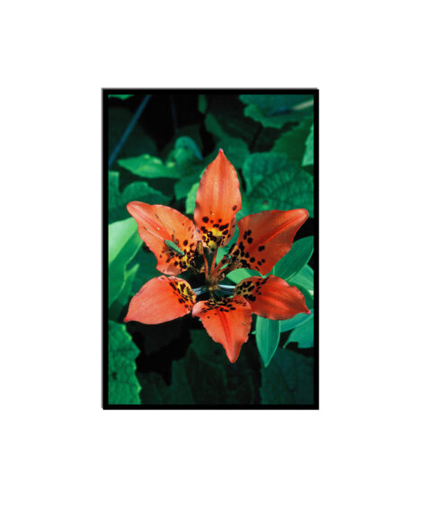 Wood Lilly