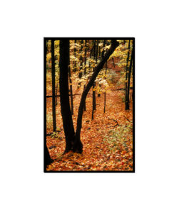 Fall Hike