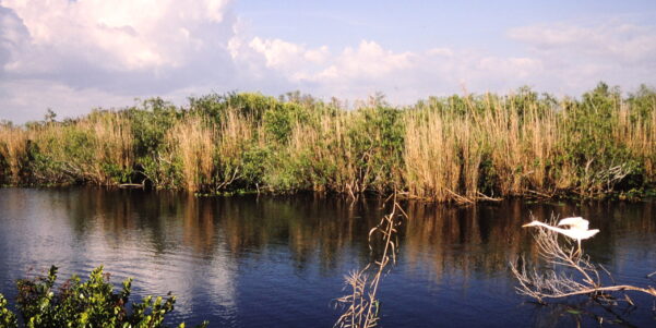 Anhinga Bird