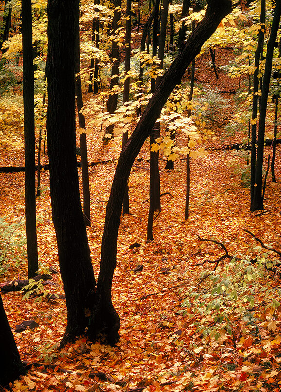 Fall Hike