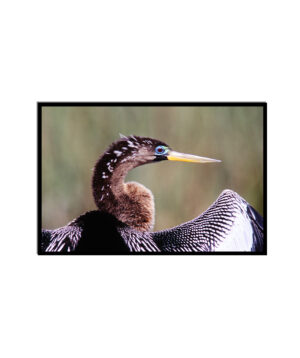 Anhinga Bird
