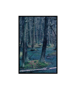 Winter Forest