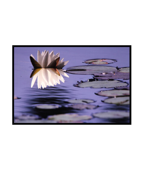Water Lilly
