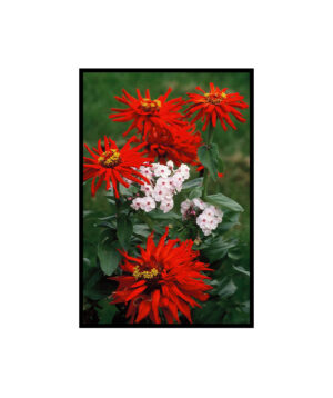 Red and Pink Flowers