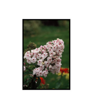 Butterfly Bush