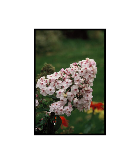 Butterfly Bush